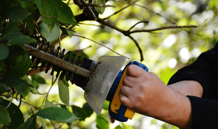 TREE TRIMMING